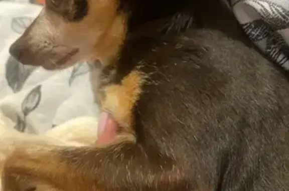 Пропала собака в Братске, Иркутская обл.