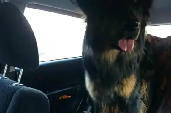 Собаки потеряшки, Краснообск, фото: Потеряшка собака, 4 Краснообск