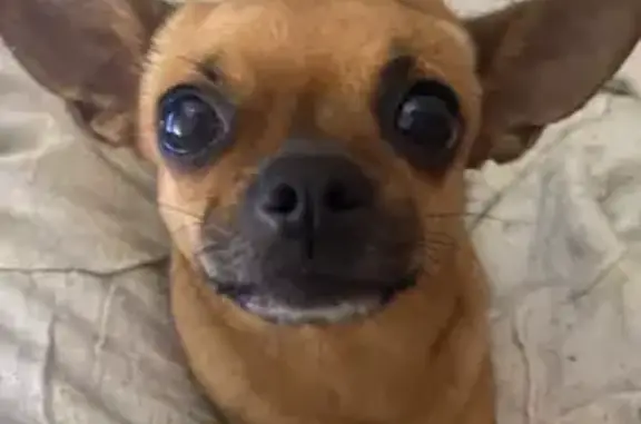 Пропала собака, ул. Усманова, Наб. Челны