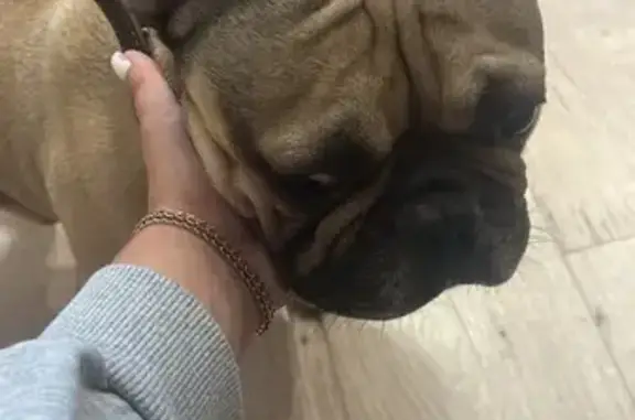 Найдена собака, , фото: Француз найден: Юбилейная ул., 65, Тольятти