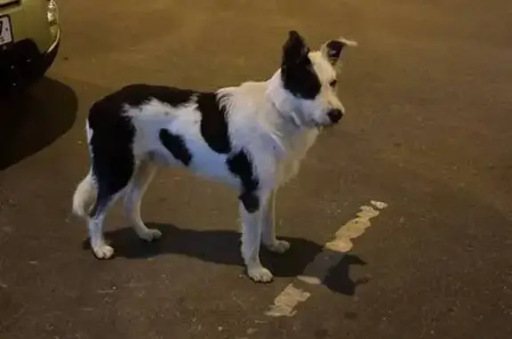 Собака найдена на ул. Академика Королёва