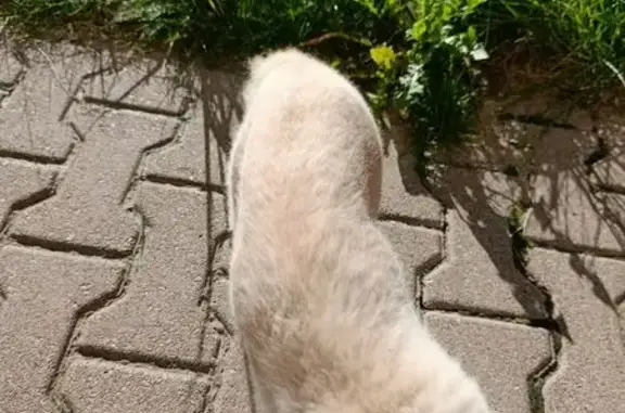 Кошка найдена: Старорусский бул., 31