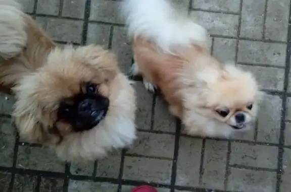 Собаки потеряшки, Жуков, фото: Потеряшкаи пекинесы, Мирная 7, Жуков