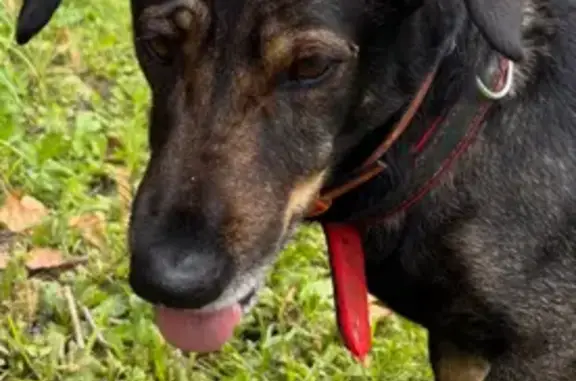 Найдена собака, Московская область, фото: Собака найдена в СНТ «Лесная поляна»