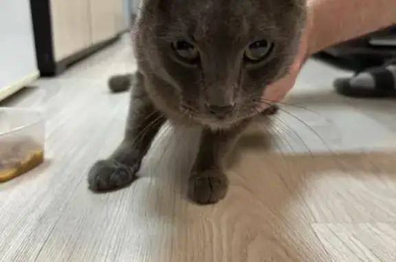 Найден серый кот, Дубнинская 26 к1