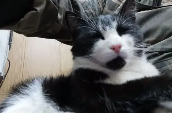 Найдена кошка, Сургут, фото: Кошка найдена, Нефтеюганское ш. 11/1, Сургут