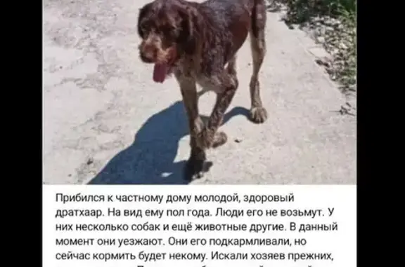 Собака найдена в СНТ 