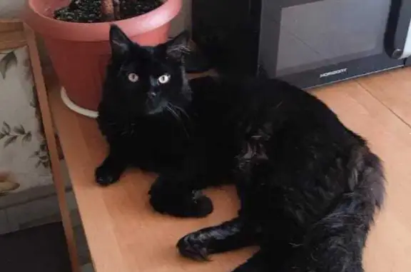 Кошки потеряшки, Новосибирск, фото: Потеряшка кошка, ул. Б. Богаткова, 268