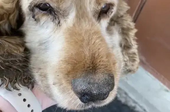 Найдена собака, Кемерово, фото: Спаниель найден: ул. Пчелобаза, 23, Кемерово