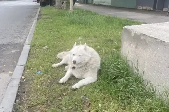 Собака найдена на Соколовой, 312, Саратов