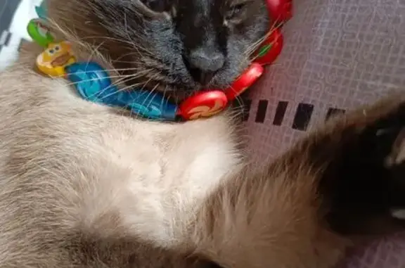 Пропала сиамская кошка, ул. Маркова 98