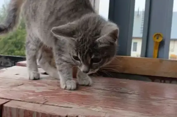 Кошка найдена: ул. Козича, Юрла - photo