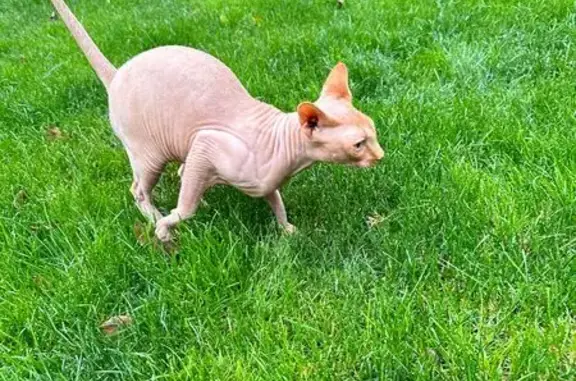 Кошки потеряшки, Волгодонск, фото: Потеряшка рыжая кошка, Лазо 57, Волгодонск