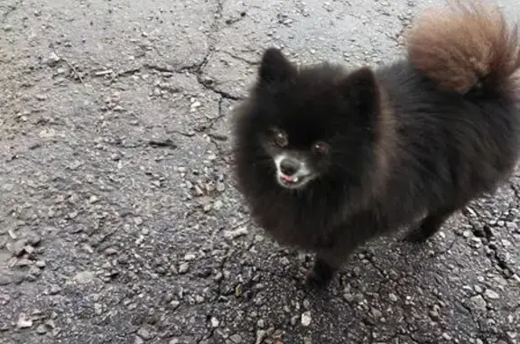 Найдена собака, Кыштым, фото: Черный шпиц найден, ул. Металлистов, 14