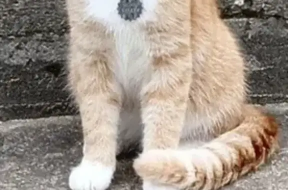 Пропал рыжий кот, Ленобласть