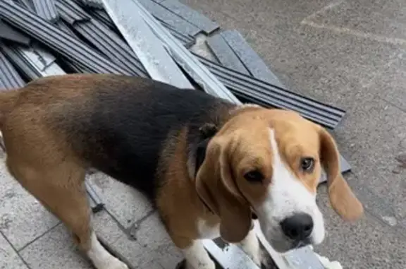 Бигль найден: Заречная ул., Манжерок