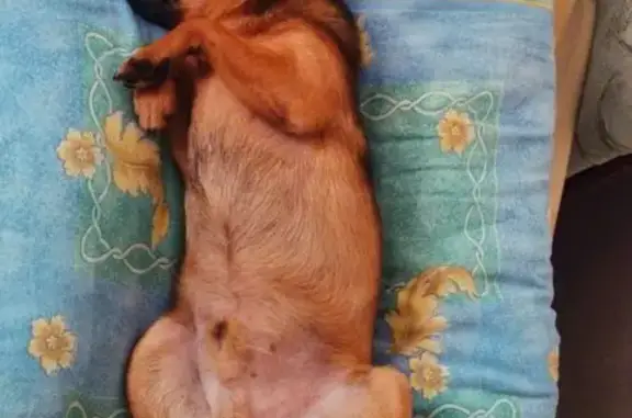 Собаки потеряшки, Нижний Новгород, фото: Потеряшка собака, Моторный пер., Н. Новгород