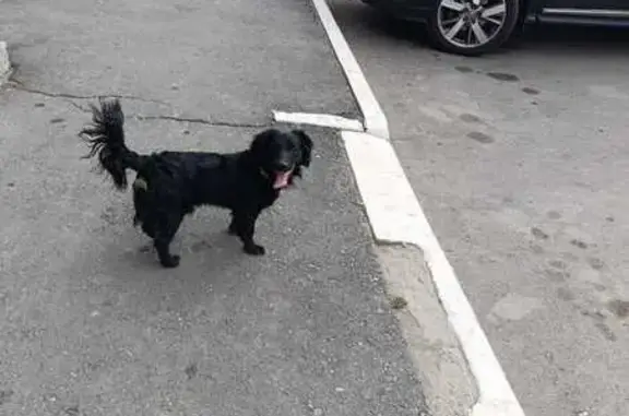 Найдена собака, Оренбург, фото: Собака найдена у проспекта Победы, 152