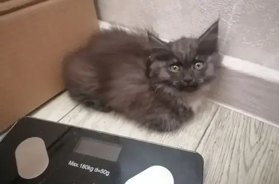 Найдена кошка, Новосибирск, фото: Кошка найдена на Сибиряков-Гвардейцев, 60