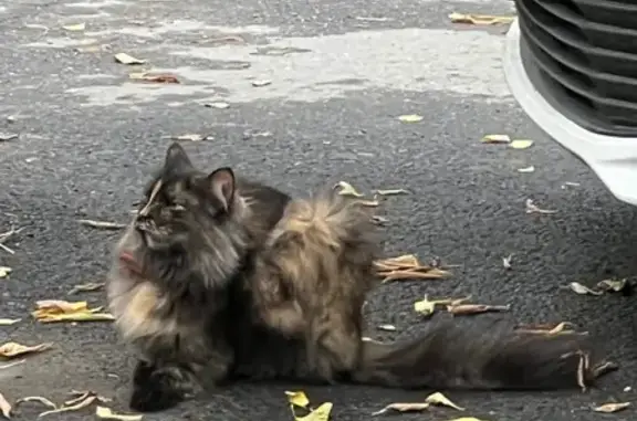 Кошка найдена, ул. 3 Интернационала, Челябинск