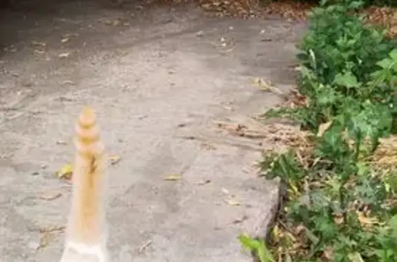 Найдена кошка, Барнаул, фото: Кошка найдена, ул. Панфиловцев, Барнаул