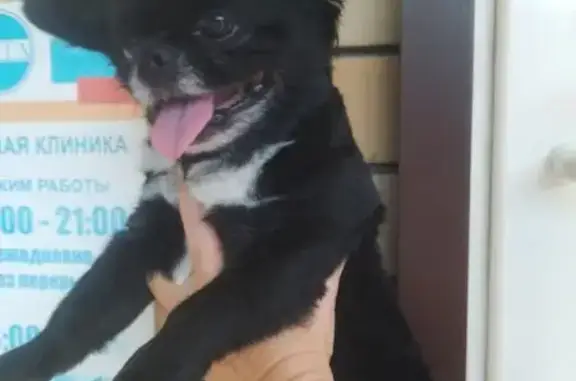 Найдена собака, Михайловская 71, Таганрог