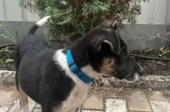 Найдена собака, Луганск, фото: Щенок найден, Луганск, ул. Стаханова