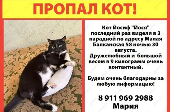 Пропала кошка, Малая Балканская 58, СПб