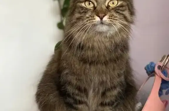 Кошки потеряшки, Санкт-Петербург, фото: Потеряшка кошка, ул. Белы Куна, СПб