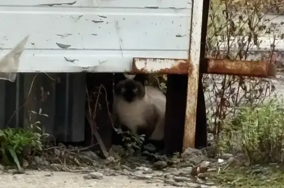 Кошка найдена у ЖК ЭВЕР, ул. Власова, Москва