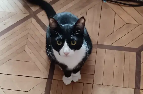 Кошки потеряшки, Петрозаводск, фото: Потеряшка кошка, Соломенское шоссе, 9Б