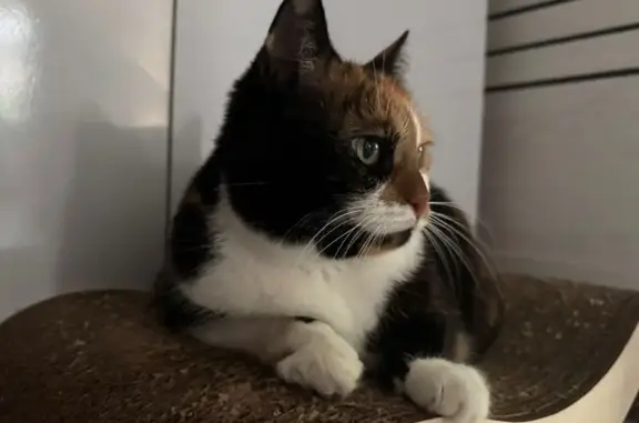 Кошки потеряшки, Великие Луки, фото: Потеряшка кошка, пер. Заслонова 9, Вел. Луки