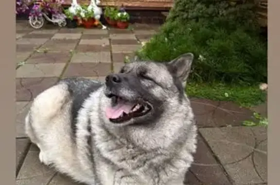 Собаки потеряшки, Московская область, фото: Потеряшка собака в Рузском районе, МО