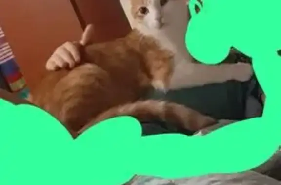 Кошки потеряшки, Москва, фото: Потеряшка кошка, б-р Карбышева, 19 к5