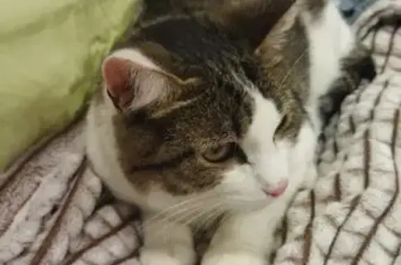 Пропала кошка, Доскино, Нижегородская обл.