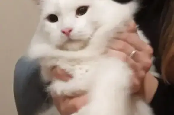 Найдена кошка, Железногорск, фото: Кошка найдена: пр. Курчатова, 24, Железногорск