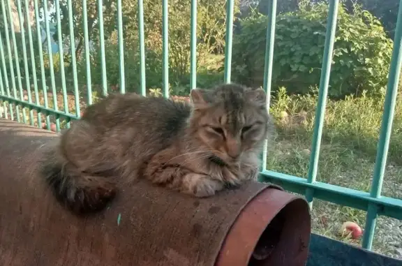 Пропала кошка, ул. Тимирязева, 13