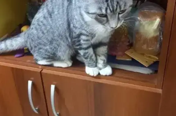 Серый кот найден на Лизы Чайкиной, 11