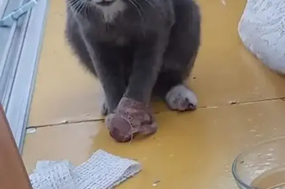 Найдена кошка, Арсеньев, фото: Найдена кошка, Ленинская 15, Арсеньев