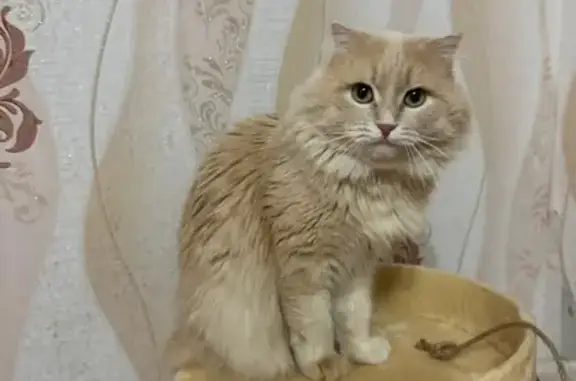 Кошки потеряшки, Таганрог, фото: Потеряшка кошка, 14-я Аллея, 42, Таганрог