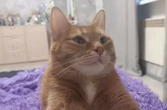 Пропала кошка, ул. А. Пантелеевой, Тарко-Сале