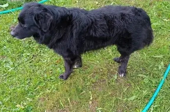 Найдена собака у лыжной трассы 