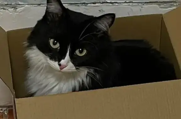 Кошки потеряшки, Казань, фото: Потеряшка кошка, Актанышская 5, Казань