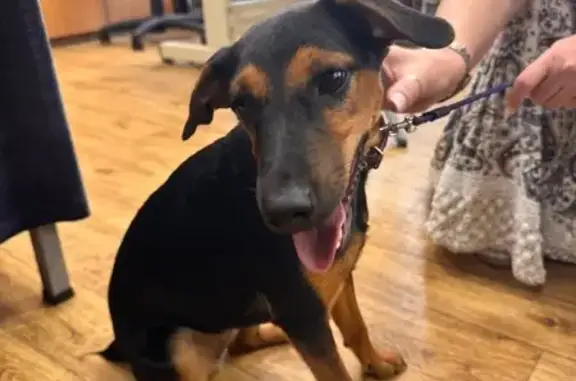 Найдена собака, Симферополь, фото: Собака найдена на ул. Лермонтова, Симферополь