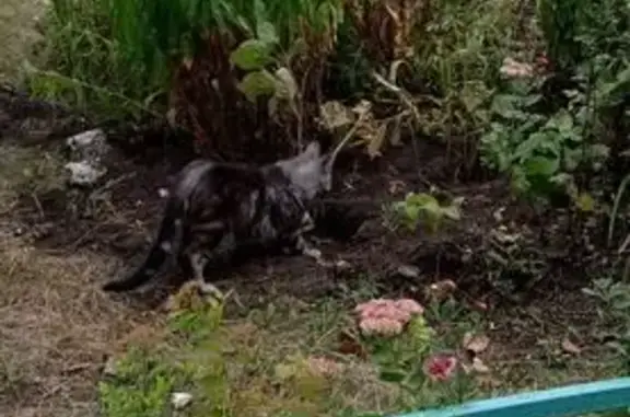 Найдена кошка, Ульяновск, фото: Кошка найдена на Отрадной 8, Ульяновск