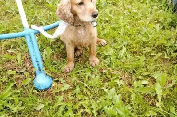 Найдена собака, Московская область, фото: Собака найдена: Московская область