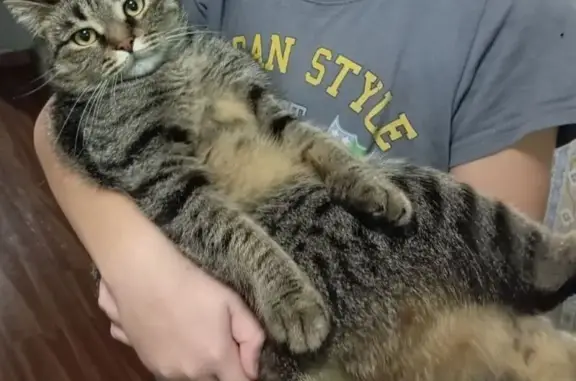 Пропала кошка, Лесозаводская 24, Уфа