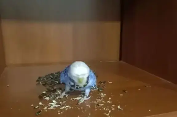 Попугаиха найдена на Кленовом бульваре, 7