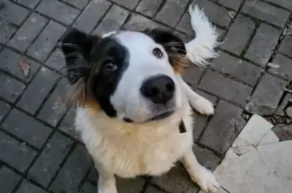 Собаки потеряшки, Калуга, фото: Потеряшка собака, Беговая ул., Калуга