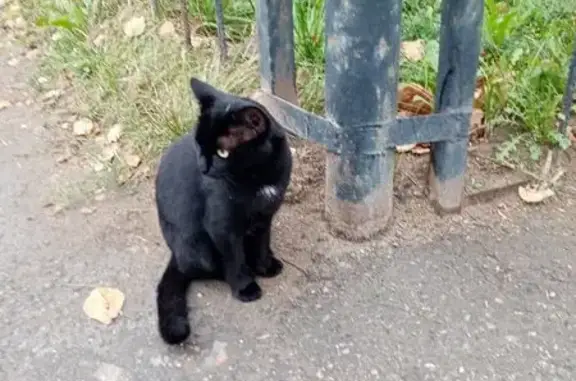 Найдена кошка, Пермь, фото: Найдена чёрная кошка, Рыбалко 44, Пермь